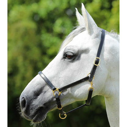 Pasco Plain Leather Head Collar