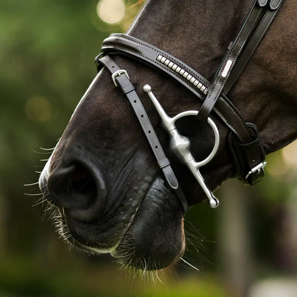 Perseus Bridle (Convertible) (No reins)