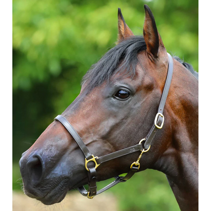 Pasco Plain Leather Head Collar