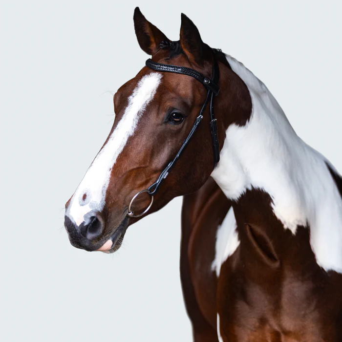 Sansa Nosebandless Bridle (No reins)