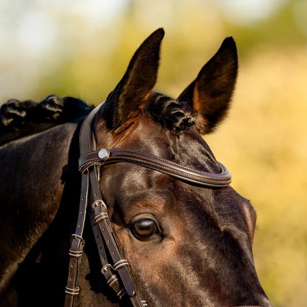 Pia Grackle Bridle (No reins)