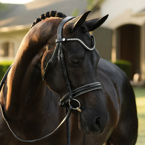 Saphira Bridle (Cavesson) (No reins)