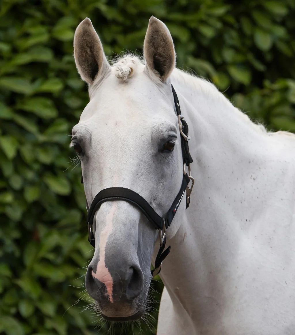 Plain Padded Head Collar with Lead Rope