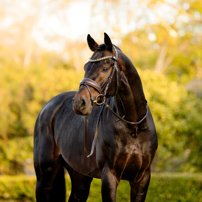 Pippa Bridle (Hanoverian) (No reins)
