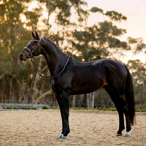 Pippa Bridle (Hanoverian) (No reins)