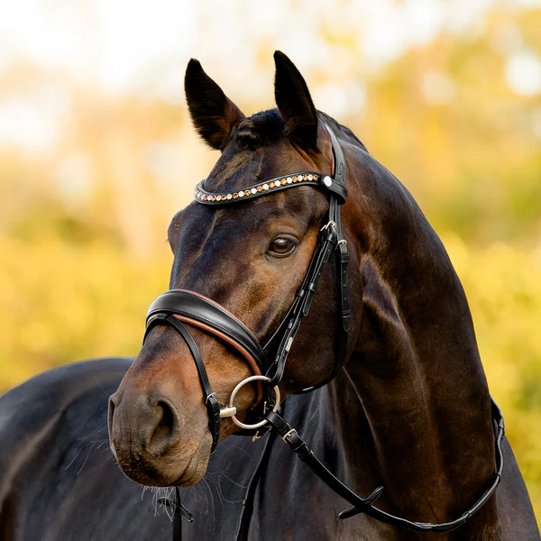 Pippa Bridle (Hanoverian) (No reins)