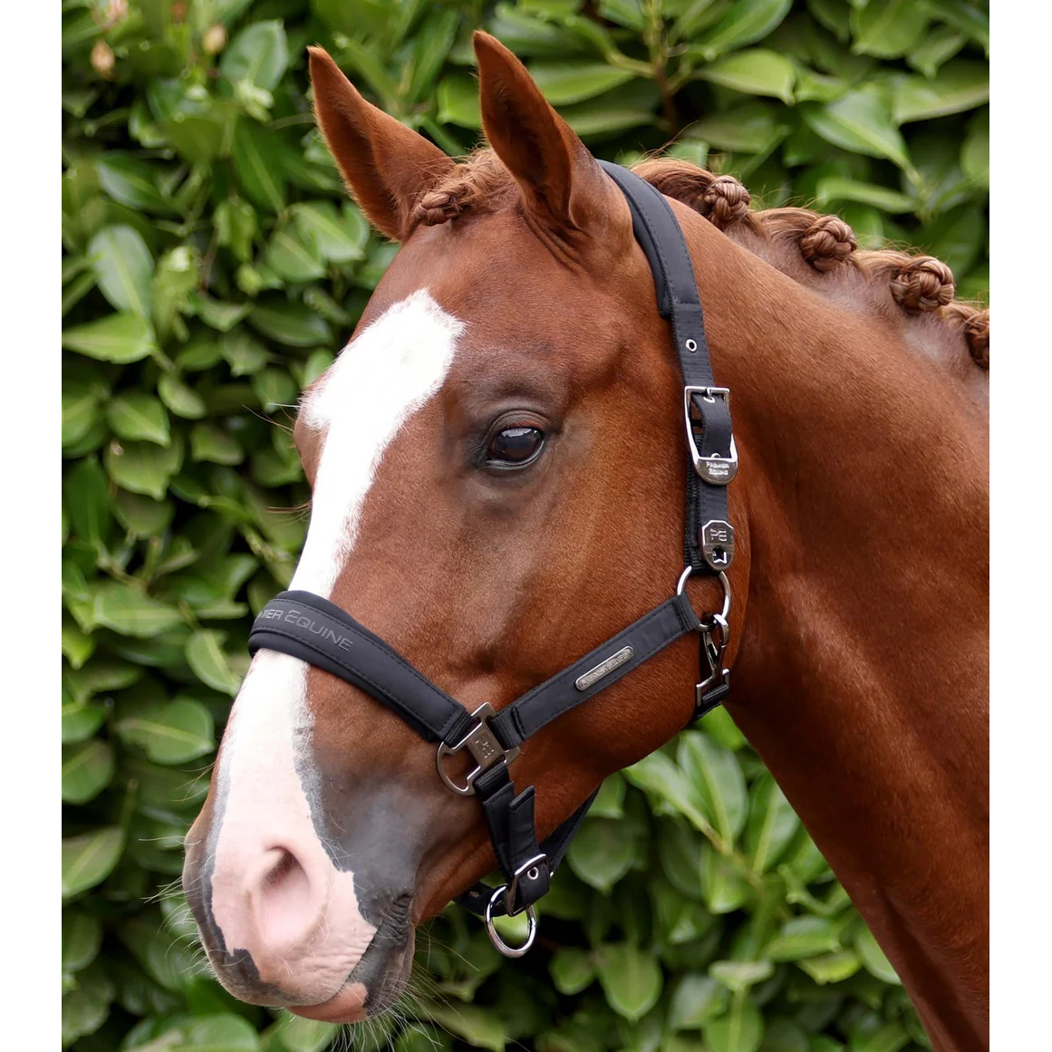 Duco Padded Head Collar with Lead Rope