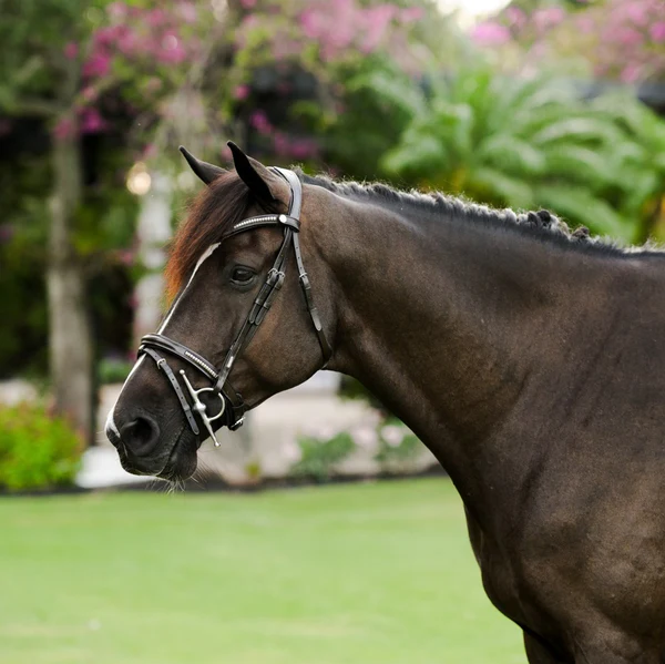 Perseus Bridle (Convertible) (No reins)