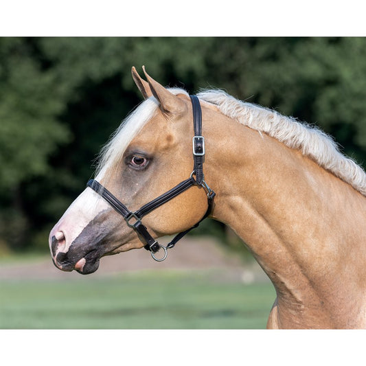 3/4" Padded Leather Halter