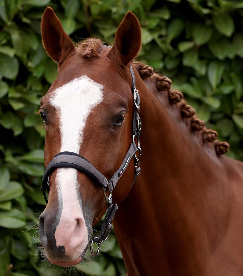 Corda Padded Head Collar with Lead Rope