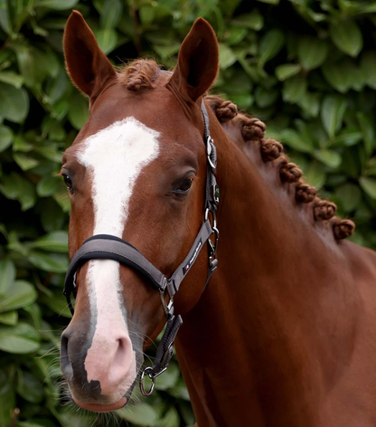 Corda Padded Head Collar with Lead Rope