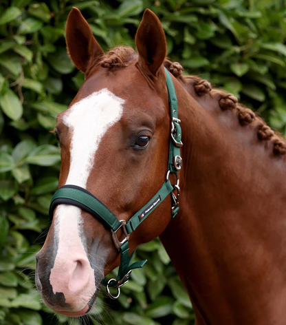 Corda Padded Head Collar with Lead Rope