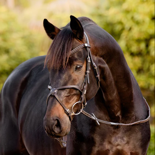 Pia Grackle Bridle (No reins)