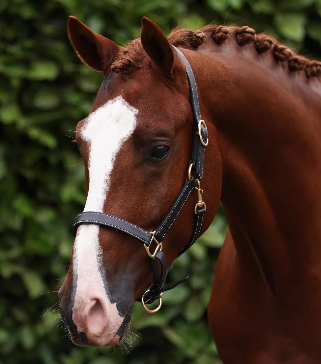 Traditional Leather Headcollar