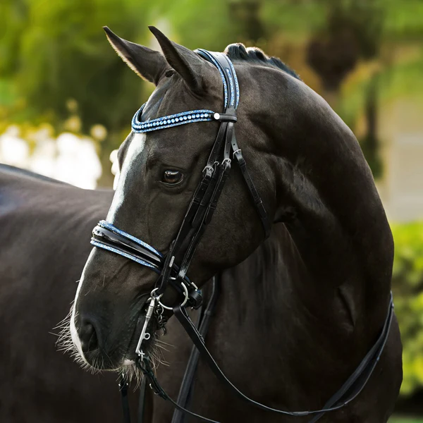 Paris Bridle (Double) (No reins)