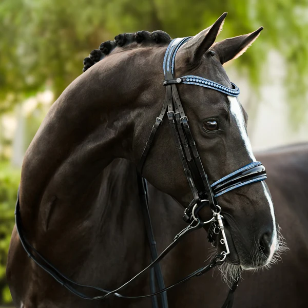 Paris Bridle (Double) (No reins)