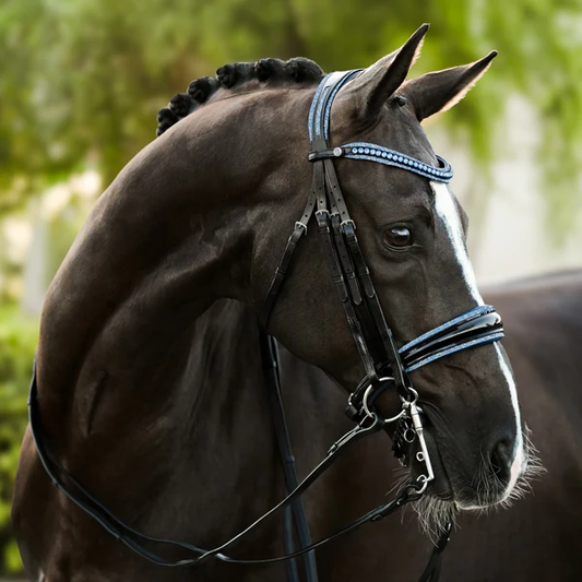 Paris Bridle (Double) (No reins)