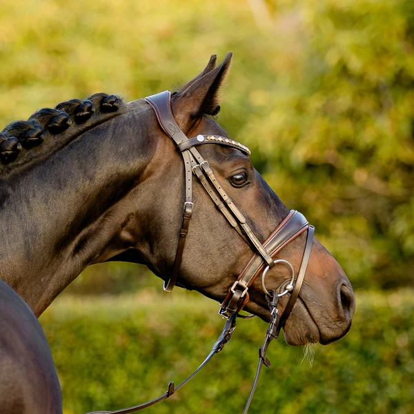 Pippa Bridle (Hanoverian) (No reins)