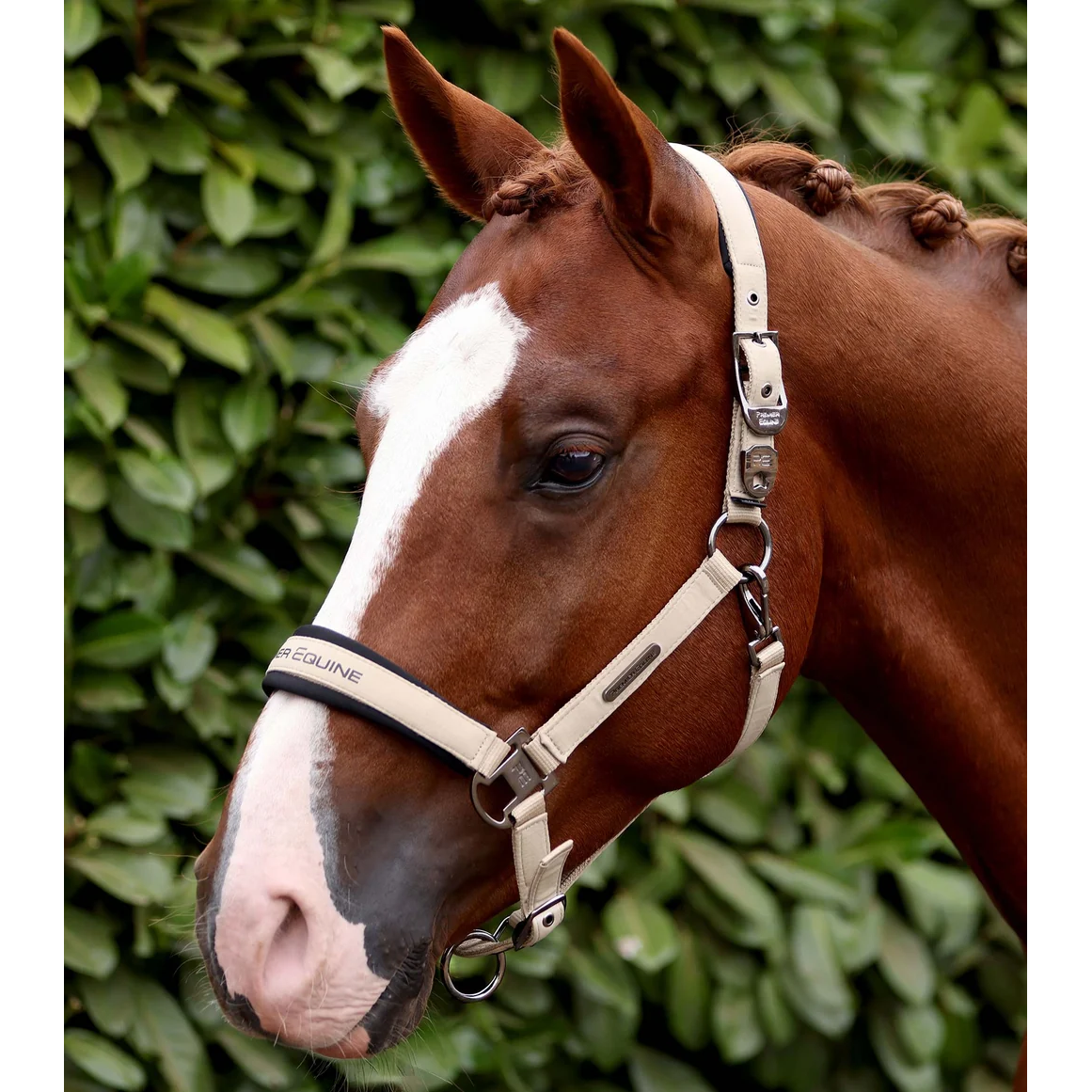 Duco Padded Head Collar with Lead Rope