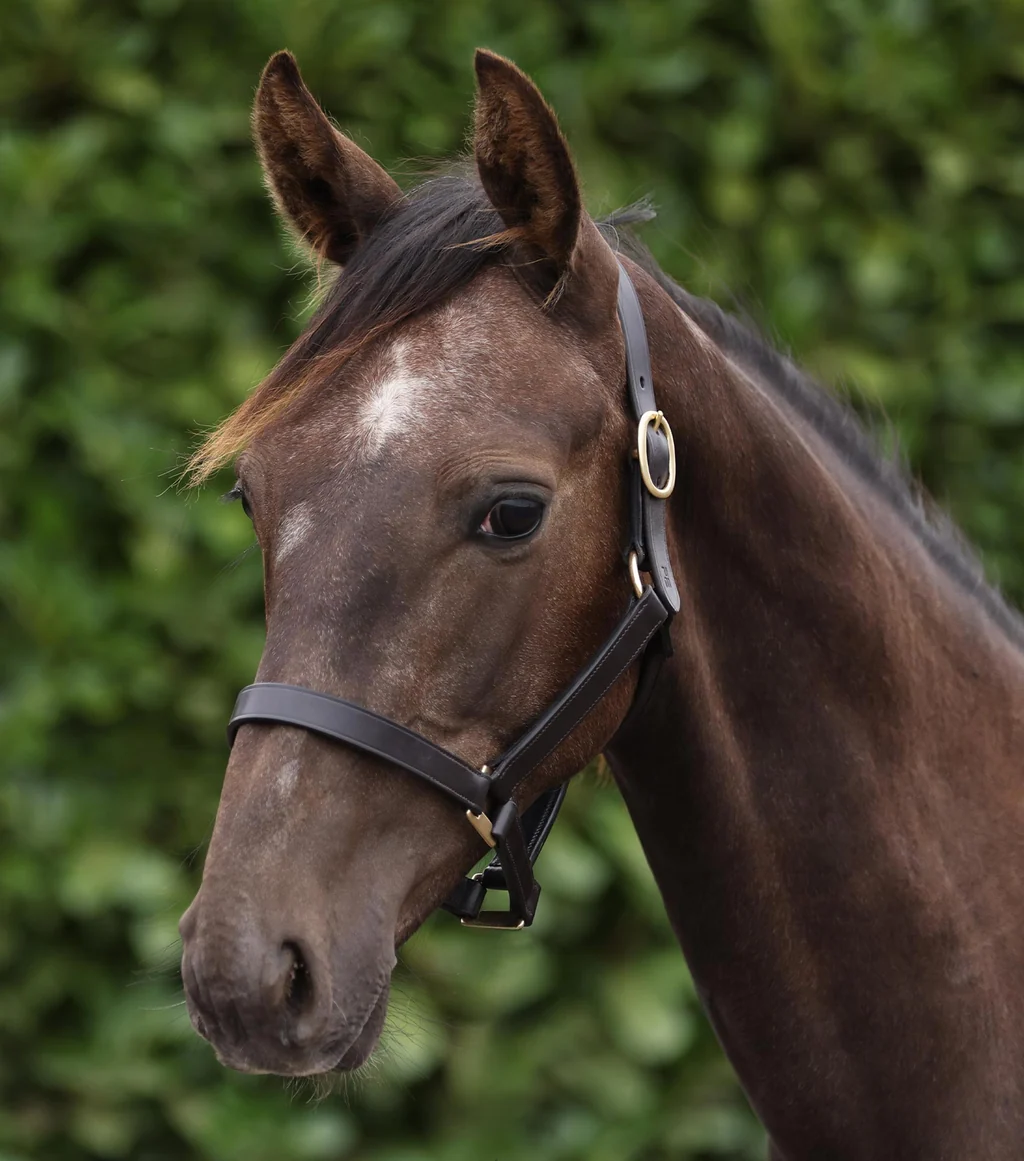 Yearling Headcollar 1" Dark Havana