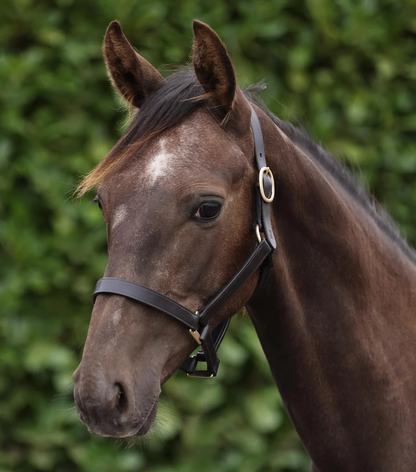 Yearling Headcollar 1" Dark Havana