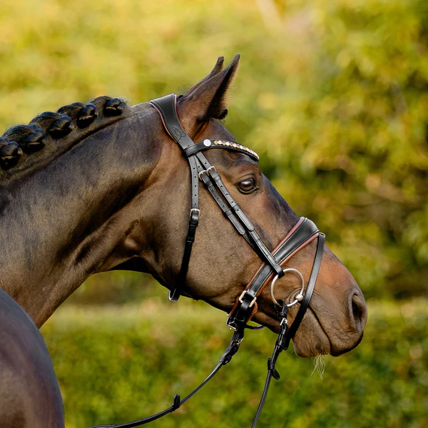 Pippa Bridle (Hanoverian) (No reins)
