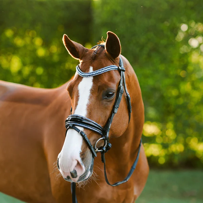 Paris Bridle (Hanoverian) (No reins)