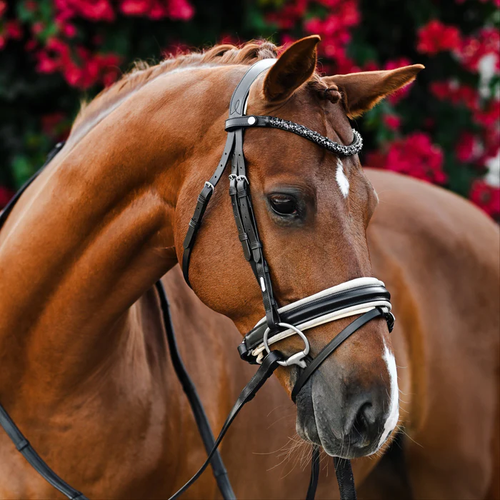 Sibella Bridle (Hanoverian) (No reins)
