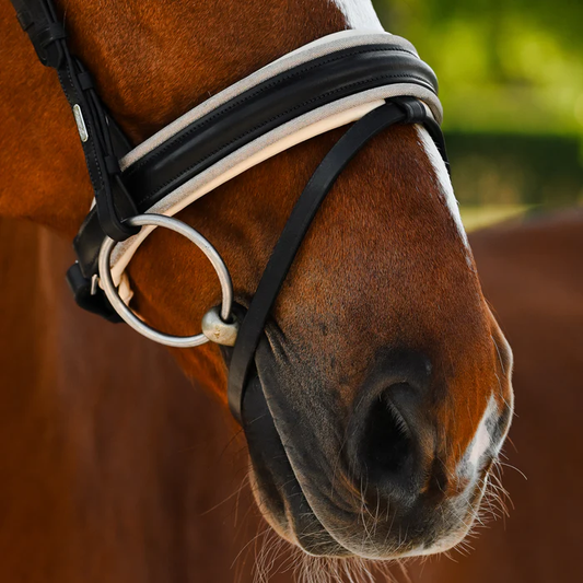 Sibella Bridle (Hanoverian) (No reins)