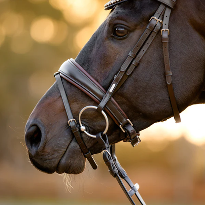 Pippa Bridle (Hanoverian) (No reins)