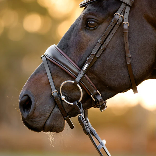 Pippa Bridle (Hanoverian) (No reins)