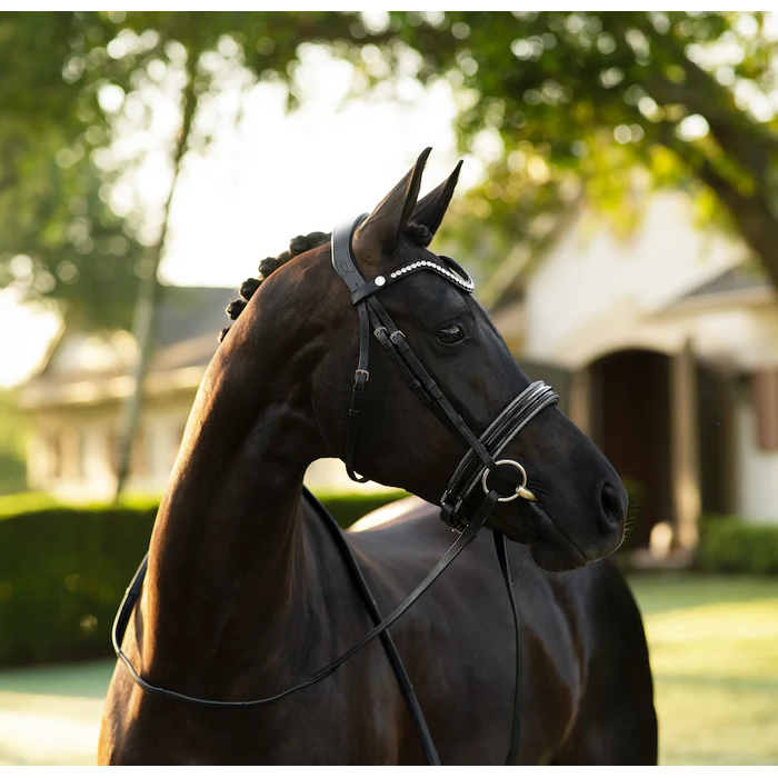 Saphira Bridle (Cavesson) (No reins)