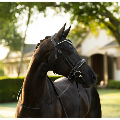 Saphira Bridle (Cavesson) (No reins)