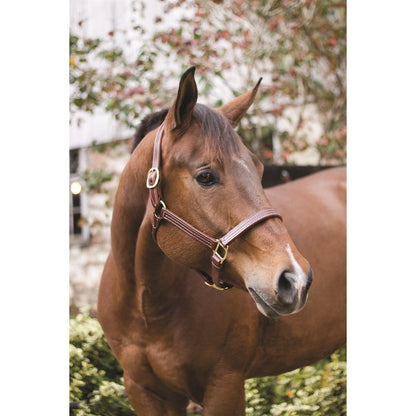 Professional Leather Show Halter