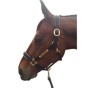 Leather Halter - Brass Fittings with Engraved Horse Nameplate