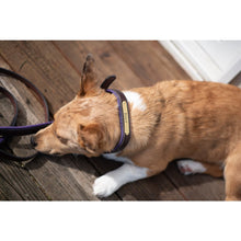 Load image into Gallery viewer, Padded Leather Dog Collar with plate