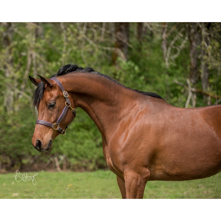 Custom Padded Leather Halter