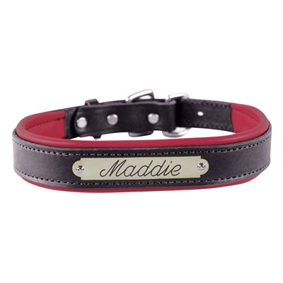 Padded Leather Dog Collar with plate
