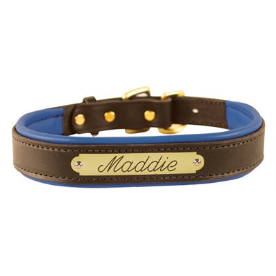 Padded Leather Dog Collar with plate