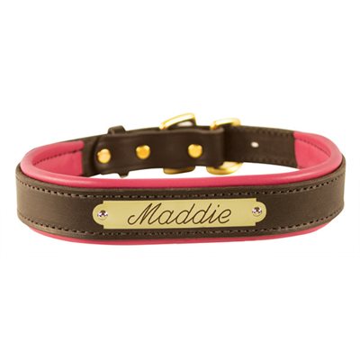 Padded Leather Dog Collar with plate