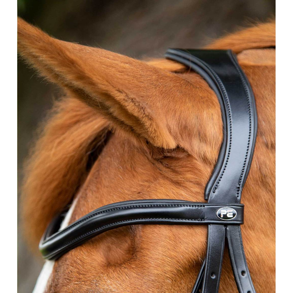 Glorioso Grackle Bridle (No reins)