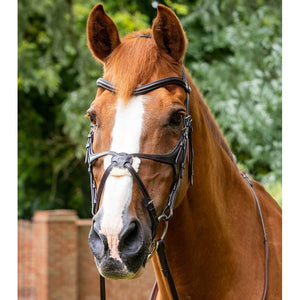 Glorioso Grackle Bridle (No reins)