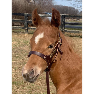 Double Crown Foal Halter with plate