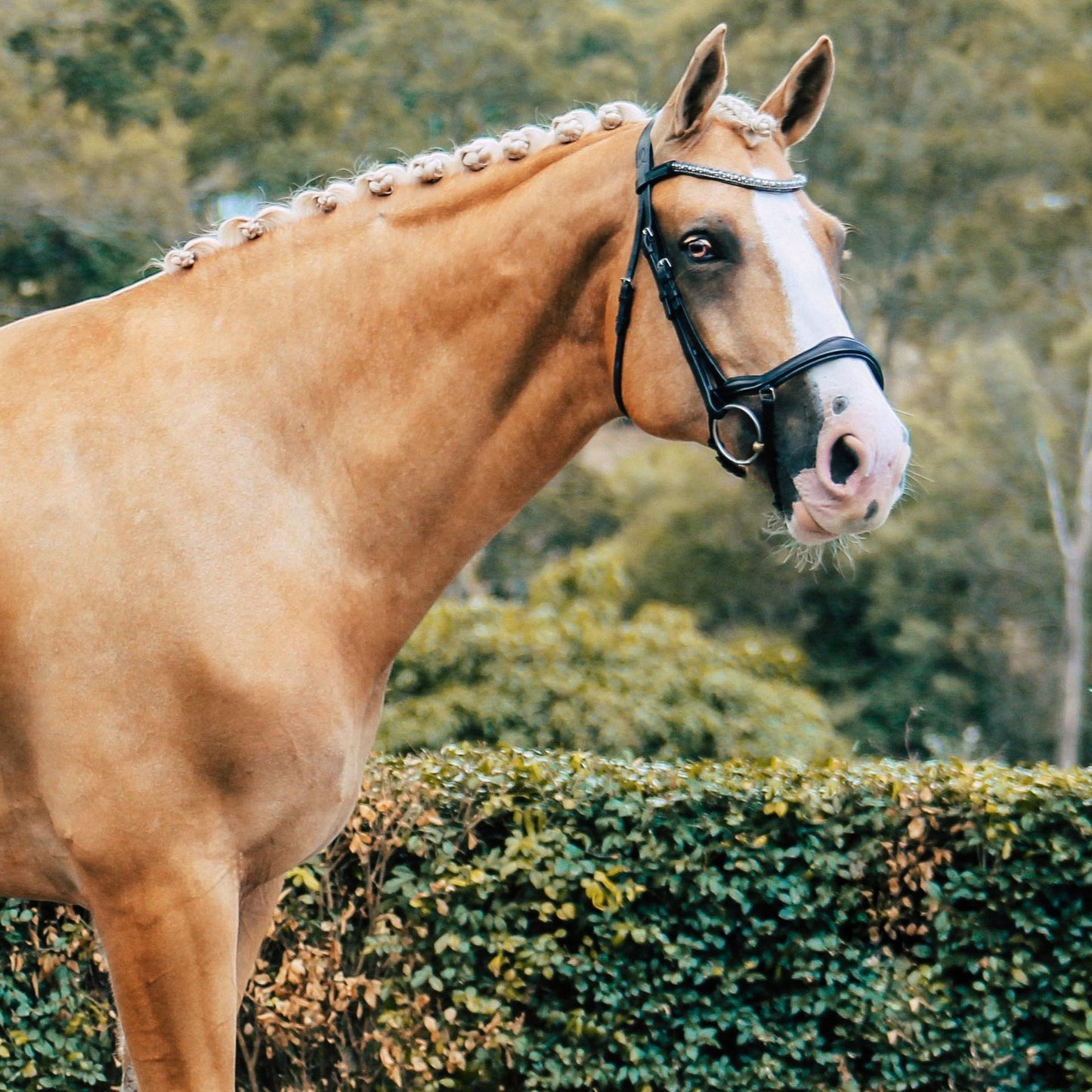 Mila Italian Leather Bridle (No reins)