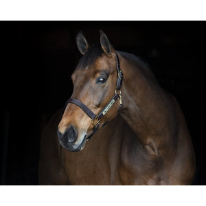 Heavy Duty Havana Leather Track Halter w/snap & plate