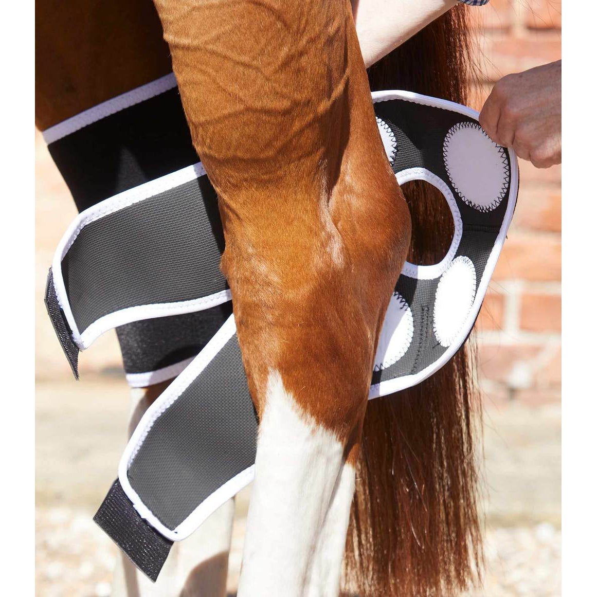 Magni-Teque Magnetic Hock Boots