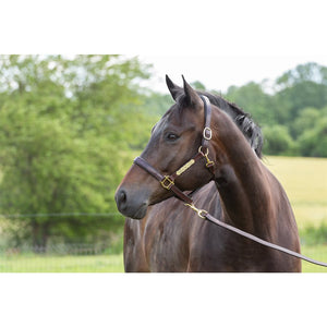 Fancy Stitched Leather Halter w/plate