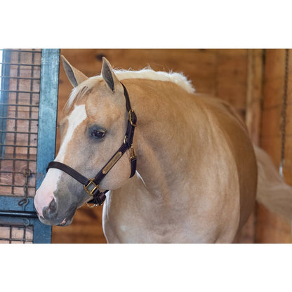 1" Leather Turnout Halter w/plate