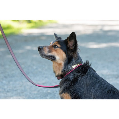 Padded Leather Dog Collar with plate