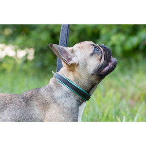 Padded Leather Dog Collar